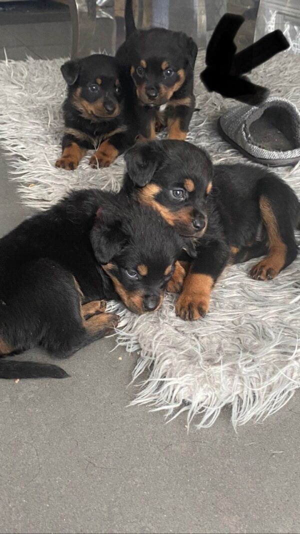 Four Rottweiler Puppies For sale – Adorable Pets